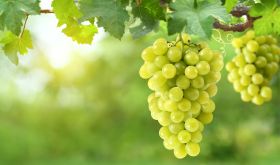 White wine grapes from Shutterstock