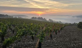 the dawn of wine in Normandy