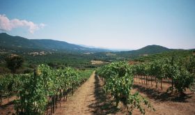 Vineyards of Domaine Vaccelli on Corsica