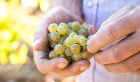 bunch of California Riesling