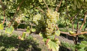 Erbamat grapes