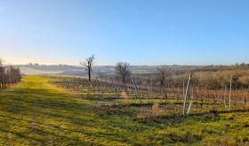 Missing Gate vineyard in Crouch Valley
