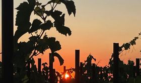 sunset through vines by Robert Camuto on Italy Matters Substack