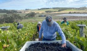 Brian Croser at Foggy Hill harvest 2026