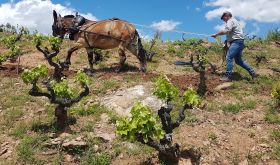  Juan Carlos Sancha in the Cerro la Isa vineyard with mule