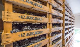 Wooden racks of black grapes stretching into the distance