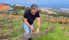 J García Lima pruning Listán Negro