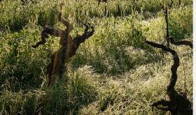 Lytton Springs vines