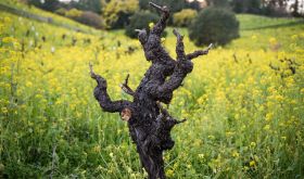 old Zin vine at Dry Creek Vineyard