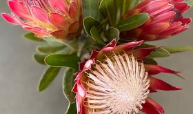Proteas Betty’s Bay