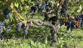 Cabernet Sauvignon at Ch Montrose 18 September 2025