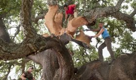 cork bark being harvested