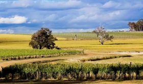 A wide landscape picture of Isolation Ridge vineyard in Frankland River