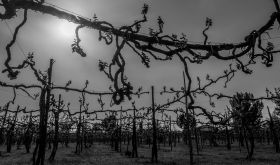 gnarly old vines in Tauraasi, Campania
