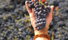 Angela Osborne holds a cluster of Grenache