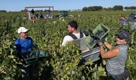 Ch Montrose harvest 2025