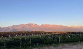 Malbec vines with the Andes in the background