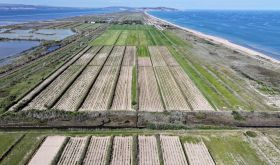 Domaine de Vassal vine collection; photo by Louise Hurren