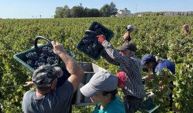 2025 harvest at Ch Montrose