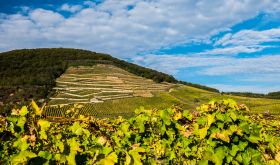 Öreg Király vineyard, Mád