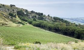 Serra Ferdinandea vineyards with sea in the distance