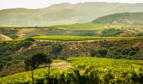 The Hilt Estate Radian and Bentrock Vineyards courtesy the estate