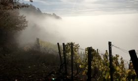 Vetter vineyard in the fog
