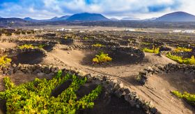 vineyard in La Geria, Lanzarote