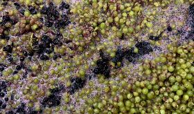 Wein Goutte fermenting grapes