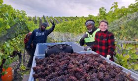 2026 harvest at Mora