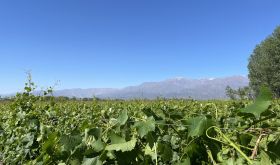 Argentine whites Chardonnay vines in Bodegas Bianchi’s Los Chacayes vineyard credit Julian Leidy