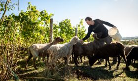 feeding sheep at Cristom