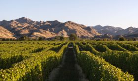 Falveys vineyard by Kevin Judd