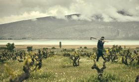 Karanika vineyard Amyndeo