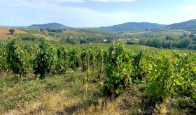 Beaujolais vineyard harvest imminent