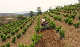 Acered vineyard