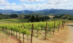 Alder Springs vineyard