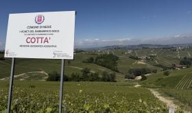 Cotta vineyard