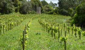A castle in the Espera vineyards