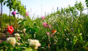 Flowers in the Meinklang vineyard