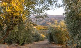 Poggio di Sotto vineyard