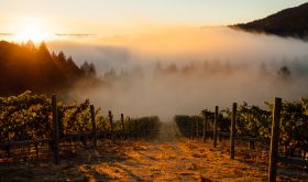 Rudd Mt. Veeder Estate