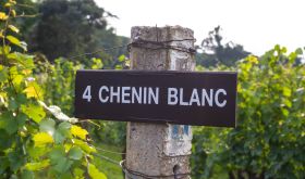Chenin Blanxc vineyard in South Africa 