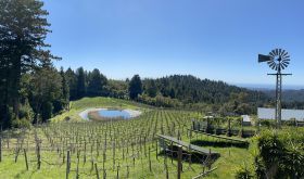 Split Rail vineyard