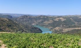 Picotês vines in Arribas