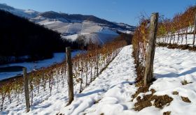 Boscareto vineyard in the snow