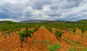 The Crest Vineyard, terroir of Moutou