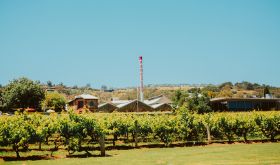 Penfolds Magill Estate chimney and vines