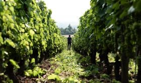 Person in Domaine Sérol's vineyards in the Côte Roannaise (credit Le Bon Cliché)