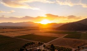 Valle de Guadalupe vineyards